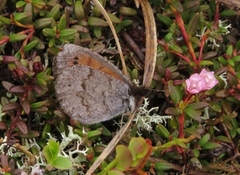 Erebia pandrose (Dewy Ringlet)