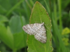 Perizoma albulata (Englundmåler)
