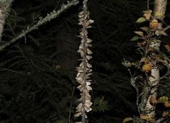 Epirrita autumnata (Fjellbjørkemåler)