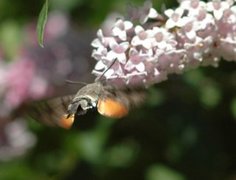 Macroglossum stellatarum (Hummingbird Hawk-moth)