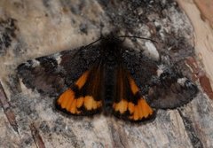 Archiearis parthenias (Orange Underwing)
