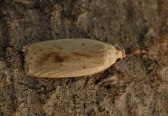 Agonopterix kaekeritziana (Gul knoppurtflatmøll)