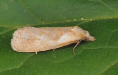 Phtheochroa inopiana (Plain Conch)