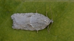 Acleris logiana (Grey Birch Button)