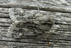 Brachionycha nubeculosa (Rannoch Sprawler)