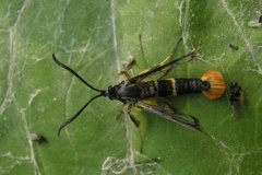 Synanthedon scoliaeformis (Welsch Clearwing)