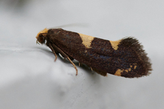 Incurvaria oehlmanniella (Common Bright)