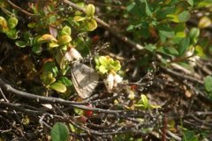 Erebia pandrose (Dewy Ringlet)