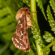 Korscheltellus fusconebulosa (Bregneroteter)