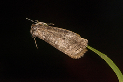 Ochropacha duplaris (Common Lutestring)