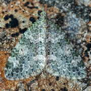 Chloroclysta miata (Autumn Green Carpet)