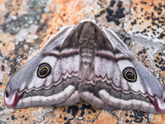 Emperor Moth (pavonia)