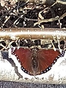 Nymphalis antiopa (Camberwell Beauty)