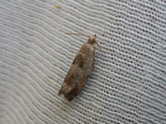 Epinotia tenerana (Nut Bud Moth)