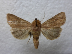 Mythimna ferrago (Teglrødt gressfly)