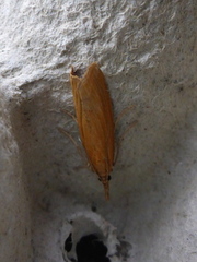 Chilo phragmitella (Takrørnebbmott)