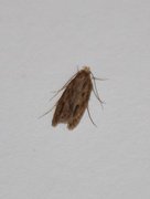 Hofmannophila pseudospretella (Brown House Moth)