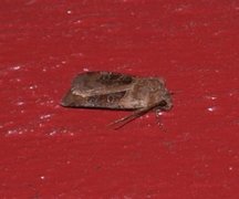 Chersotis cuprea (Kobberfly)