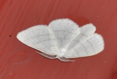 Cabera pusaria (Common White Wave)