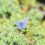Plebejus idas (Idas blue)