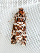 Phiaris schulziana (Lyngprydvikler)