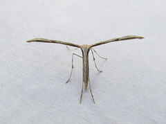 Emmelina monodactyla (Common Plume)