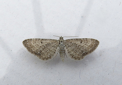 Eupithecia satyrata (Engdvergmåler)