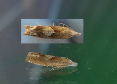 Eucosma conterminana (Pale Lettuce Bell)