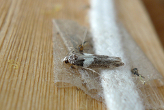 Recurvaria leucatella (White-barred Groundling)
