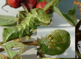 Melanchra persicariae (Svart hagefly)
