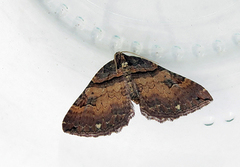 Anticlea badiata (Shoulder-stripe)