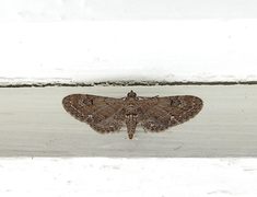 Eupithecia absinthiata (Wormwood Pug)