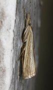 Agriphila straminella (Pearl Veneer)