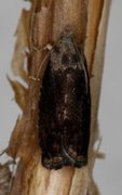 Cydia nigricana (Erteglansvikler)