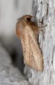 Denticucullus pygmina (Starrfly)