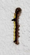 Acronicta psi (Psikveldfly)