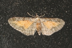Eupithecia icterata (Rustdvergmåler)