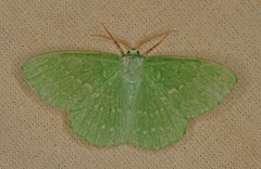 Geometra papilionaria (Large Emerald)