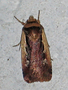 Ochropleura plecta (Flame Shoulder)