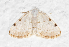 Lomographa bimaculata (Toflekket hermelinmåler)