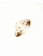 Lomographa temerata (Clouded Silver)