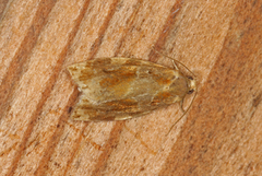 Archips xylosteana (Variegated Golden Tortrix)
