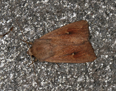 Mythimna ferrago (Teglrødt gressfly)