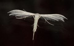 Pterophorus pentadactyla (White Plume)