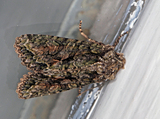 Dryobotodes eremita (Brindled Green)