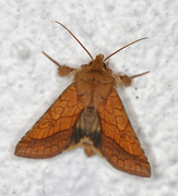 Pyrrhia umbra (Gullfagerfly)