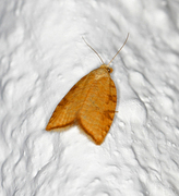 Aleimma loeflingiana (Yellow Oak Button)