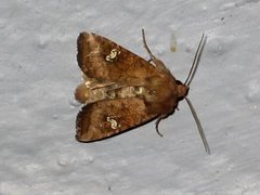 Amphipoea oculea (Ear Moth)