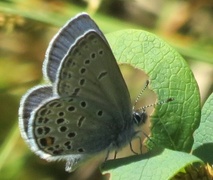 Polyommatus amandus (Sølvblåvinge)