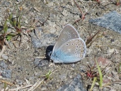 Polyommatus amandus (Amanda's Blue)